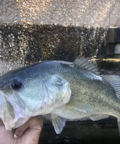 Chill-N-Reel Fishing Can Cooler (from Shark Tank) | Hard Shell Drink Holder with Hand Line Reel Attached | Fits Any Standard Insulator Sleeve or Coozie | Unique Fun Fishing Gift Camo 28 71bVhTgR8bL