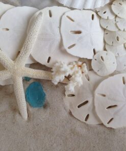 Tumbler Home White Sand Dollars 3"-3.5" - 10pcs - Wedding Seashell Craft Sandollars- Hand Picked and Professionally Packed 32 71bWJEvEYgS