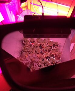 Apollo Horticulture Grow Light Glasses Goggles for Wear Fit Over Glasses for LED Grow Light Room UV400 Grow Room Safety Protective Eyewear for Intense LED Lighting Visual Eye Protection 30 71bY1LTNPqL