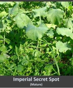 Whitetail Institute Secret Spot Deer Food Plot Seed - Annual Forage Designed Specifically for Smaller, Remote Food Plots - Can Be Planted with Hand Tools 4 lbs (9000 sq ft) 14 71bYl0b FZL