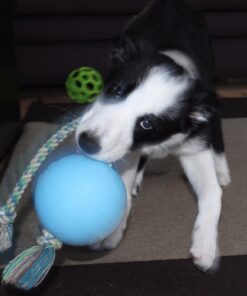 Jolly Pets Romp-n-Roll Rope and Ball Dog Toy, 4.5 Inches/Small, Blueberry for All Breed Sizes Small (4.5 in) 17 71bYvhdt42L