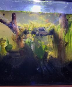 Florida 10 Species Live Aquarium Plants Bundle 49 71bZJLU9emL