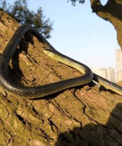 Odowalker Lifelike Rubber Black Fake Snake Looks Like Real Gag Gift Prank Joke 52 Inch for Halloween Party,April Fool's Day,Scare Friends,Garden Decor 9 71bZlyTQZtL