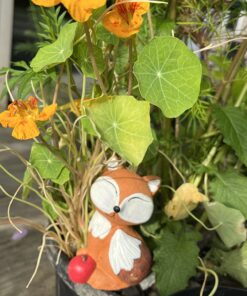 Seed Needs, 350+ Nasturtium Seeds for Planting - Jewel Mixture (Tropaeolum nanum) Non-GMO, Easy to Grow Mix, Attracts Pollinators - Bulk Bulk Pack (350 Seeds) 38 71baFPdWSwL