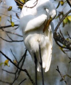 Nikon 200-500mm f/5.6E ED AF-S VR Zoom NIKKOR Lens- Bundle with 95mm Filter Kit, Flex Lens Shade, Cleaning Kit, Cap Leash, Software Package 44 71bal7jvA2L