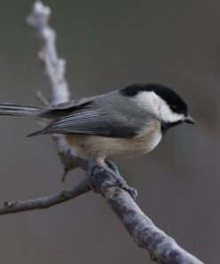 Sigma 1.4x Teleconverter TC-1401 for Canon Canon SLR Mount 25 71bbf2y5r L