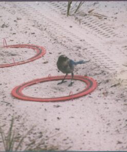 Aerobie Pro Ring Outdoor Kids Toy for Boys and Girls, All Ages, Colors may Vary 37 71bdAGl09cL