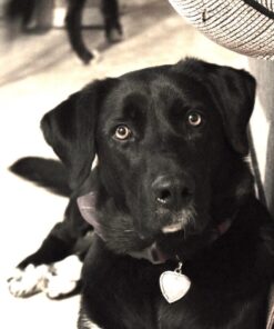 Nikon D3300 DX-format DSLR Kit w/ 18-55mm DX VR II & 55-200mm DX VR II Zoom Lenses and Case (Black) 39 71bg7VrP0cL