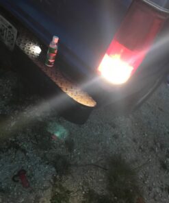 LUYED 1156 LED Bulb 2880 Lumens 6500K Xenon White Super Bright BA15S 1141 1003 7506 P21W LED Replacement for Backup Reverse Tail Brake Turn Signal Lights,Pack of 2 42 71bgm697FoL