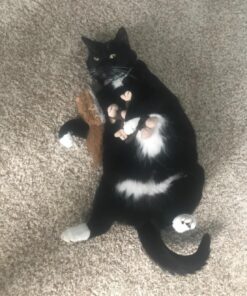 KONG Squirrel Catnip Toy Brown 29 71bi4ZNdERL