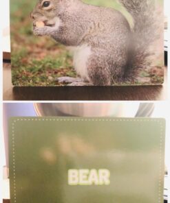 Animal Flash Cards - 50 Educational Flashcards for Children and Adults - Fun Vocabulary Builder Flash Cards for Speech Therapy, ESL, Occupational Therapy, and More Animals 25 71bjxKZVTL