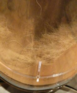 Dyson Cinetic Big Ball Animal Upright Vacuum Cleaner, Purple/Iron Vacuum Only 34 71boYYclrL