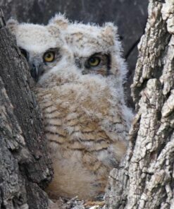 Tamron SP 150-600mm F/5-6.3 Di VC USD G2 for Canon Digital SLR Cameras Lens Only 45 71boxSD3toL