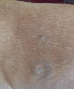 Healing Solutions 10ml Oils - Thuja Essential Oil - 0.33 Fluid Ounces 0.33 Fl Oz (Pack of 1) 27 71bqze6bhuL