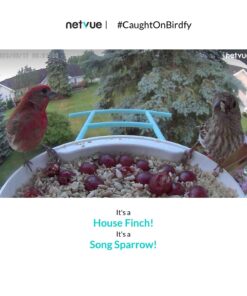 NETVUE Birdfy Lite - Smart Bird Feeder with Camera Solar Powered, Bird Watching Camera Wireless, Auto Capture Bird Videos & Motion Detection, Ideal Gift for Christmas Blue 40 71btm8v4BbL