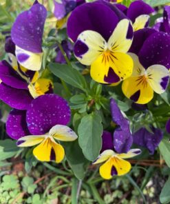 Proscan Personal Compact CD Player 19 71btvHUX4L