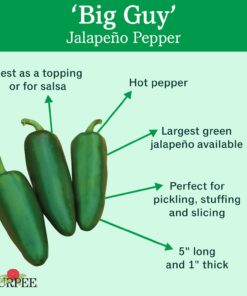 Alternative view of Burpee Big Guy Hot Pepper Seeds 30 seeds