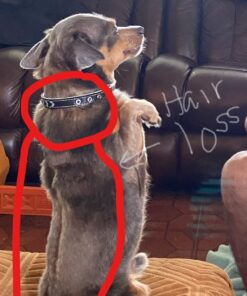 Blue Buffalo Small Breed Dog Food, Life Protection Formula, Natural Chicken & Brown Rice Flavor, Adult Dry Dog Food, 15 lb Bag 15 Pound (Pack of 1) 40 71bwg 0J1NL