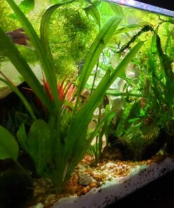 Seachem Flourish Excel 500 ml 48 71bx08vez3L