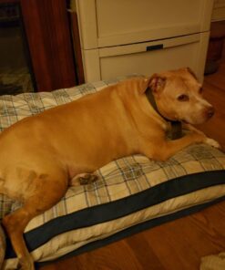 Purina ONE Chicken and Rice Formula Dry Dog Food - 8 lb. Bag Dry Food Chicken & Rice 8 Pound (Pack of 1) 39 71bx6DudHYL