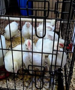 RentACoop 32oz(1L) Drinker Plus 2 Versatile Nipples - Suitable for Chicks, Quail, Pigeons, Doves, and Other Smaller Birds - 1 Pack Pack of 1 29 71bxMMKjXFL