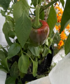 Plant Covers Freeze Protection 0.9oz 8Ft x 24Ft Rectangle Plant Cover for Cold Protection,Season Extension 35 71by6E5dR9L