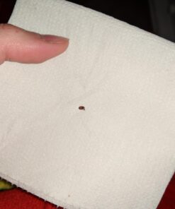 K9 Advantix II Medium Dog Vet-Recommended Flea, Tick & Mosquito Treatment & Prevention | Dogs 11-20 lbs. | 6-Mo Supply 6 Pack Medium Dog only 32 71bz5wfhi0L