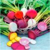 Seed Needs, 1,500+ Rainbow Beet Seed Mixture - 8 Variety Heirloom Mix (Beta vulgaris) Bulk Non-GMO 31 71c0IVAA L