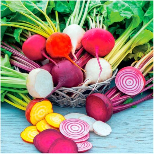 Seed Needs, 1,500+ Rainbow Beet Seed Mixture - 8 Variety Heirloom Mix (Beta vulgaris) Bulk Non-GMO