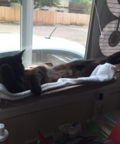 Oster Sunny Seat Window-Mounted Cat Bed, 50 Pounds 49 71c7UfbAvXL