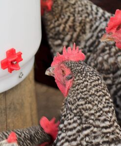 Farm Innovators HB-60P Thermostatically Controlled Heated 2 Gallon Plastic Outdoor Year Round Poultry Chicken Water Bucket Drinker, White/Red Single 18 71c8tC6KQNL