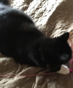 Fashion's Talk Cat Toys Variety Pack for Kitty 20 Pieces 49 71c9Sl5WkRL