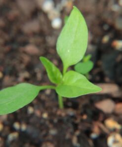 58MM Complete Lens Filter Accessory Kit (UV, CPL, ND4, ND2, ND4, ND8 and Macro Lens Set) for Canon EOS 70D 77D 80D 90D Rebel T8i T7 T7i T6i T6s T6 SL2 SL3 DSLR Cameras 58MM 59 71c9f8oLi4L