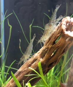 Natural Cholla Wood for Aquarium Decoration, Shrimp, Hermit Crab, Chew Toys for Small Pets (6 Inches Long(Pack of 3)) 6 Inches Long(Pack of 3) 32 71c9ydPKxKL