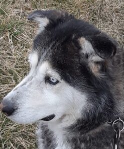 Leashboss 3X - Two Handle Dog Leash with Extra Traffic Handle - Heavy Duty Double Padded Handle Lead for Walking and Training Large Dogs - Large Dog Leash for Control and Training 29 71cBkOJvwjL