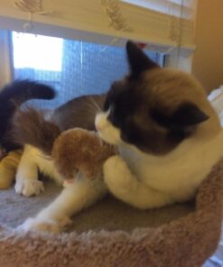 KONG Squirrel Catnip Toy Brown 33 71cEMzlFv9L