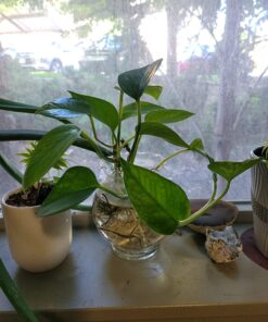 Espoma Organic 8 Ounce Concentrated Indoor! Plant Food - Indoor Plant Fertilizer for Large & Small Plants Like Pothos, Fiddle Leaf Fig, Monstera, Snake & Palms 51 71cEU 9RkFL 2