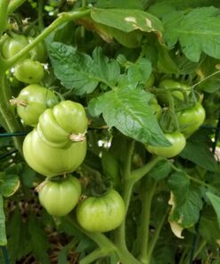 Maxicrop Liquid Seaweed (Kelp Extract, 32 Oz 30 71cF503Lx5L