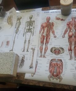 Palace Learning 4 Pack - Anatomical Poster Set - Laminated - Muscular, Skeletal, Ligaments of the Joints, Anatomy of the Spine - Anatomy Chart Set (LAMINATED, 18” x 24”) 18” x 24” 17 71cGMTRIgkL
