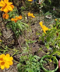 Eden Brothers Southeast Wildflower Mixed Seeds for Planting, 1 lb, 480,000+ Seeds with Cornflower, Blanket Flower | Attracts Pollinators, Plant in Spring or Fall, Zones 3, 4, 5, 6, 7, 8, 9, 10 1 Pound 61 71cGd mFsxL