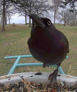 NETVUE Birdfy Lite - Smart Bird Feeder with Camera Solar Powered, Bird Watching Camera Wireless, Auto Capture Bird Videos & Motion Detection, Ideal Gift for Christmas Blue 48 71cHORqV2HL