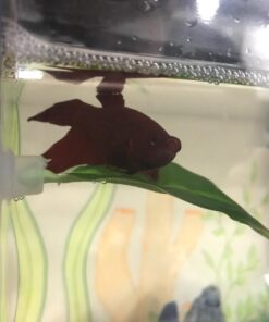 Blue Spotted Betta Plant Leaf Pad for Betta Fish, Tropical Fish Aquariums & Saltwater Fish Aquariums 1 Pack 26 71cHdWeDd L