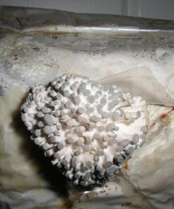 Organic Blue Oyster Mushroom Growing Kit 44 71cLV7rISiL