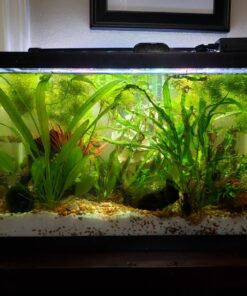 Seachem Flourish Excel 500 ml 49 71cLXGZygML