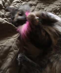 Fashion's Talk Cat Toys Variety Pack for Kitty 20 Pieces 50 71cRof47Q L