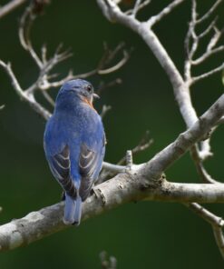 Tamron SP 150-600mm F/5-6.3 Di VC USD G2 for Nikon Digital SLR Cameras 74 71cUaC3gmbL