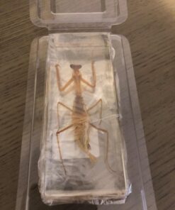 REALBUG Praying Mantis Paperweight (1 5/8 x 4 3/8 x 1 1/8") 12 71cYeQ7YuwL