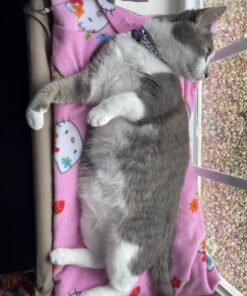 Oster Sunny Seat Window-Mounted Cat Bed, 50 Pounds 34 71cedkA5QDL