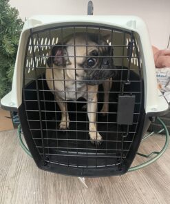 Petmate Pet Porter Fashion Dog Kennel 24", Pale Aqua & Black, for Pets 15-20lbs 24.1"L x 16.7"W x 14.5"H Pale Blue 46 71cexgwGvZL