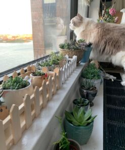 Espoma Organic Perlite; All Natural and Approved for Organic Gardening. Helps Loosen and Aerate Heavy Soils, Prevent Compaction & Promotes Root Growth – Pack of 1 8 quart 33 71cfgVJK6ZL